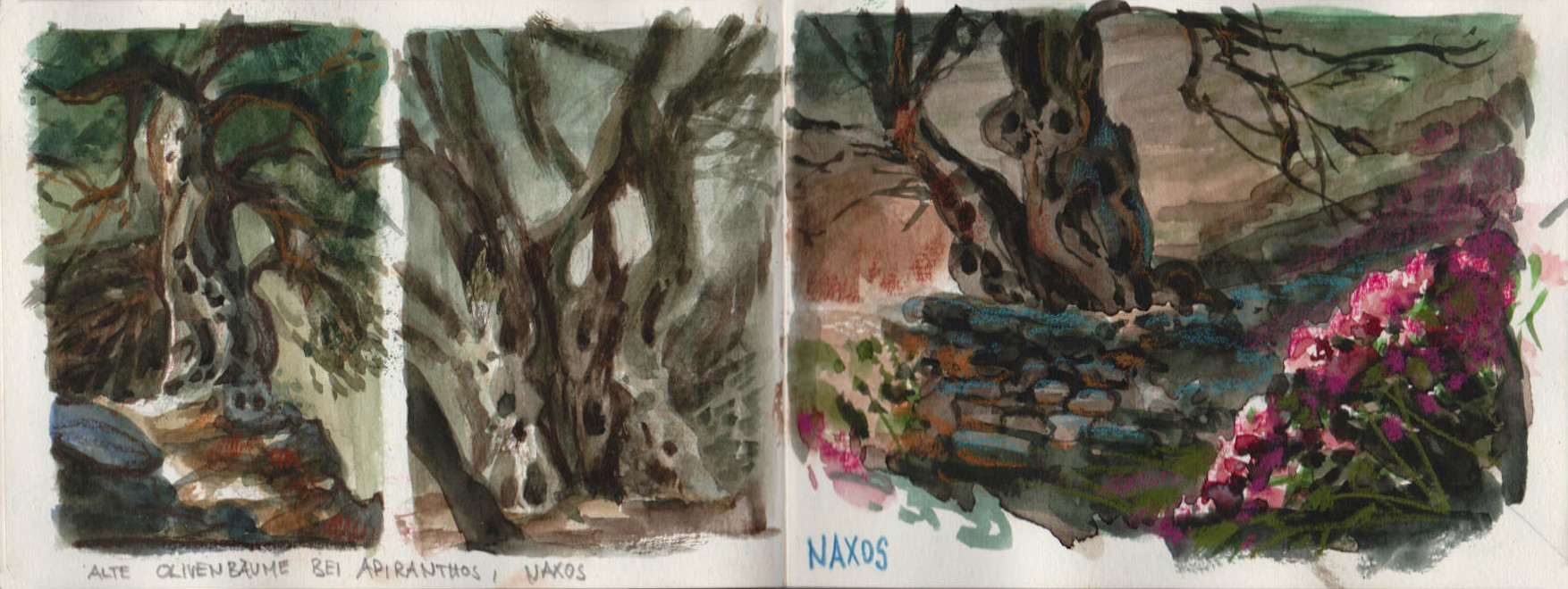 olive trees on Naxos Island
